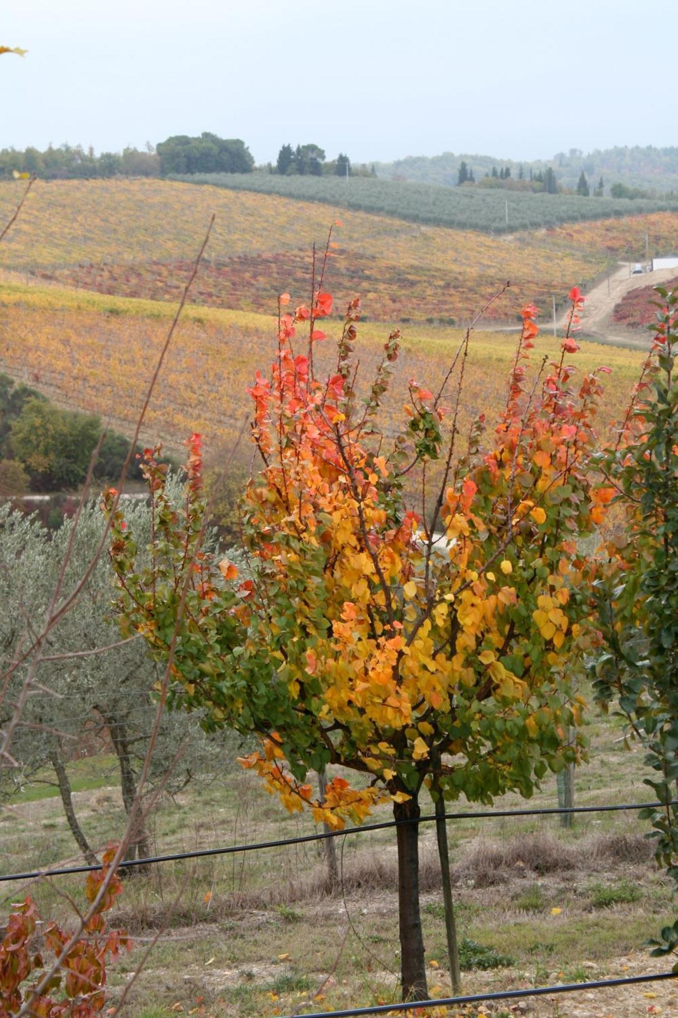 Le Terrazze Del Chianti B&B Residenza D'Epoca E Di Charme San Donato in Poggio Bagian luar foto